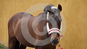 Schoolmaster Arabian horse looking at camera with a yellow wall in the background.