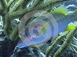 Schoolmaster fish. photo