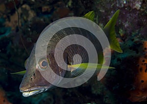 Schoolmaster Fish photo