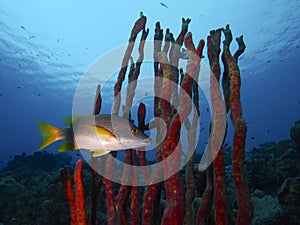 A schoolmaster lurking in a thicket of red erect rope sponge, Something Special, Bonaire