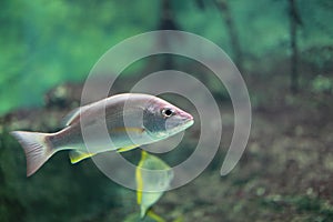 Schoolmaster Snapper