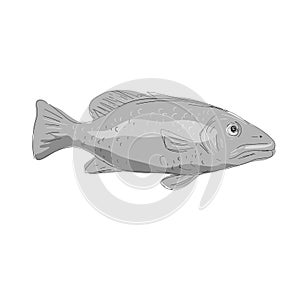 Schoolmaster Snapper Fish Drawing