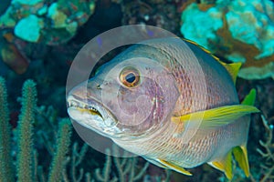 Schoolmaster snapper fish portrait Bahamas photo