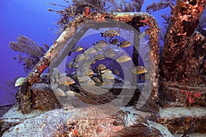 Schoolmaster snapper fish underwater near a rusty old structure