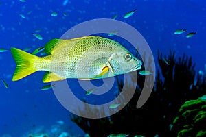 Schoolmaster snapper,Lutjanus apodus