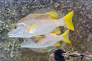 Schoolmaster snapper, Lutjanus apodus, fish photo