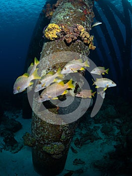 Schoolmaster snapper, Lutjanus apodus, at Salt Pier, Bonaire. Caribbean Diving holiday