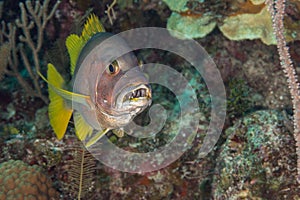 Schoolmaster snapper mouth open Bahamas