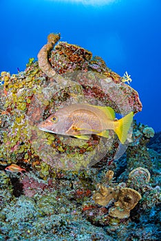 Schoolmaster Snapper in a tropical reef with blue background