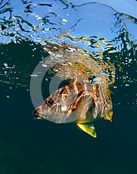 Schoolmaster snapper underwater photo