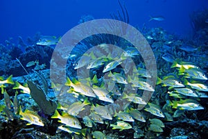 Schoolmaster Snappers