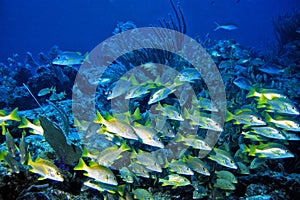 Schoolmaster Snappers