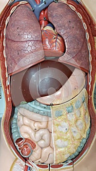 schoolmodel of human organs
