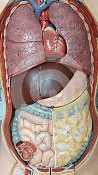 schoolmodel of human organs photo