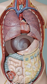 schoolmodel of human organs photo