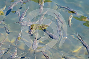 Schools of fish with changing colors under light and shadow