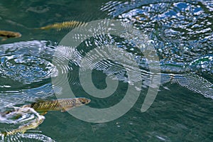 Schools of fish with changing colors under light and shadow