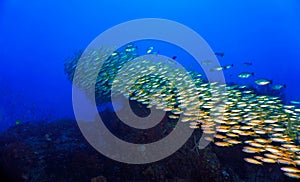 Schools of fish in rays of light