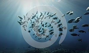 Schools of fish in rays of light