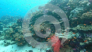 Schools of fish swim above corals at rainbow reef in fiji