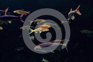 Schools of fish swimming underwater