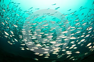 Schools of silver fish in Cabo Pulmo