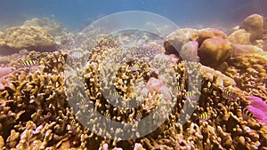 Schools of tropical striped fish Abudefduf swim among corals in the warm waters of the Pacific Ocean