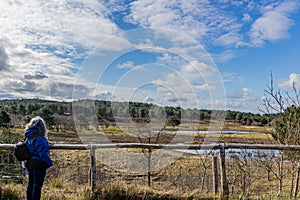 Schoorlse Duinen nature reserve with pine trees, blue sky, white clouds in the background