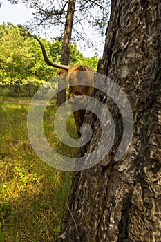 Schotse Hooglander, Highland Cattle