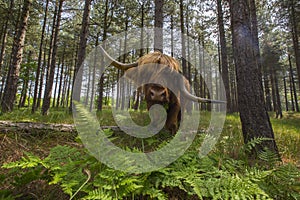 Schotse Hooglander, Highland Cattle