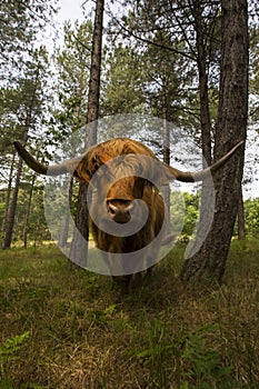 Schotse Hooglander, Highland Cattle
