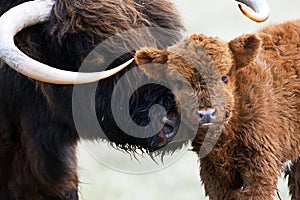 Schotse Hooglander, Highland Cow