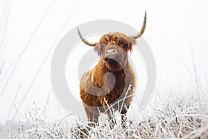 Schotse Hooglander, Highland Cow, Bos taurus ss