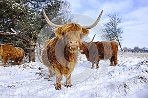 Schotse Hooglander, Highland Cow, Bos taurus ss