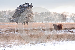 Schotse Hooglander, Highland Cow, Bos taurus ss