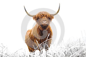 Schotse Hooglander, Highland Cow, Bos taurus ss