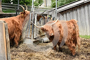 Scottish highland cattle at Gut Aiderbichl in Deggendorf, Bavaria, Germany photo