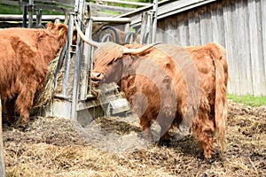 Scottish highland cattle at Gut Aiderbichl in Deggendorf, Bavaria, Germany photo