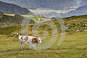 Schreckhorn  Valley Views  and a Swiss Cow in Switzerland