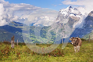 Schreckhorn, Valley Views, and a Swiss Cow in Switzerland