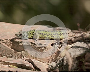 Schreiber's Green Lizard