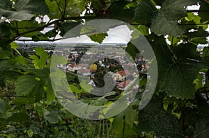 Schriesheim town and its wineries