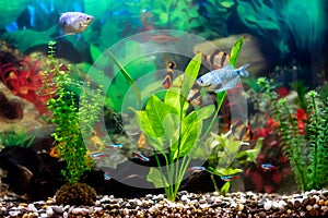 Schuberti barbs, blue gourami, golden barbs, and blue neons