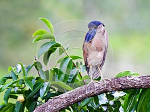 Schuitbekreiger; Boat-billed Heron; Cochlearius cochlearius