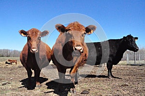 Schultz Cows Photo -  5 photo