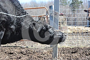 Schultz Cows Photo -  7 photo