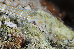 Schultz pipefish  , red sea