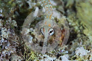 Schultz pipefish  , red sea