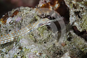 Schultz pipefish  , red sea