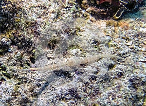 Schultz`s Pipefish Corythoichthys schultzi in the Red Sea